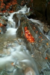 Burn at River Garry, Tayside by Dave Banks