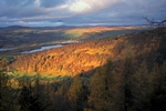 Loch of the Lowes, Tayside by Dave Banks