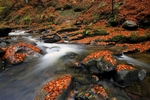 Waterfall, Birks of Aberfeldy, Tayside by Dave Banks