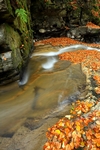 Waterfall, Birks of Aberfeldy, Tayside by Dave Banks