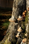 Fungi, Glen Lyon, Tayside by Dave Banks