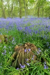 Bluebell wood, Kinclaven, Tayside by Dave Banks
