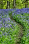 Bluebell wood, Kinclaven, Tayside by Dave Banks