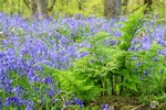 Bluebell wood, Kinclaven, Tayside by Dave Banks