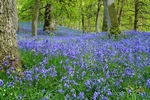 Bluebell wood, Kinclaven, Tayside by Dave Banks