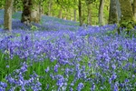 Bluebell wood, Kinclaven, Tayside by Dave Banks