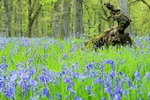 Bluebell wood, Kinclaven, Tayside by Dave Banks