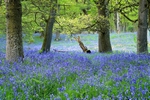 Bluebell wood, Kinclaven, Tayside by Dave Banks