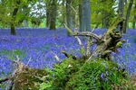 Bluebell wood, Kinclaven, Tayside by Dave Banks