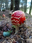 Fungi, Faskally Wood nr Pitlochry, Tayside by Dave Banks