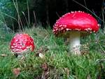 Fungi, Faskally Wood nr Pitlochry, Tayside by Dave Banks