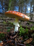 Fungi, Faskally Wood nr Pitlochry, Tayside by Dave Banks