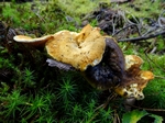 Fungi, Faskally Wood nr Pitlochry, Tayside by Dave Banks