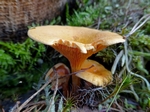 Fungi, Faskally Wood nr Pitlochry, Tayside by Dave Banks