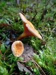 Fungi, Faskally Wood nr Pitlochry, Tayside by Dave Banks