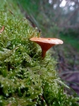 Fungi, Faskally Wood nr Pitlochry, Tayside by Dave Banks