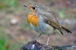 Robin, Faskally Wood nr Pitlochry, Tayside by Dave Banks