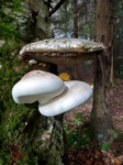 Fungi, Faskally Wood nr Pitlochry, Tayside by Dave Banks