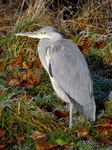 Herron, River Tay, Perth, Tayside by Dave Banks