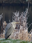 Herron, River Tay, Perth, Tayside by Dave Banks