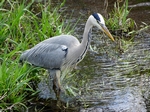 Heron, Perth by Dave Banks