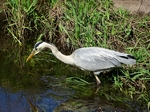 Heron, Perth by Dave Banks