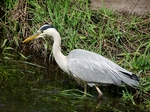 Heron, Perth by Dave Banks