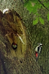 Woodpeckers, Kinclaven, Tayside by Dave Banks