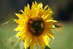 Bee on a Sunflower, Tayside by Dave Banks