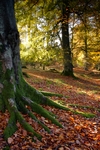 Beech trees nr Crieff, Tayside by Dave Banks