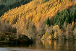 Autumn colours, Loch Tummel, Tayside by Dave Banks