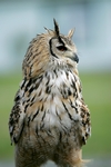 Long Eared Owl, Tayside by Dave Banks