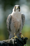 Peregrine Falcon, Tayside by Dave Banks