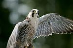 Peregrine Falcon, Tayside by Dave Banks
