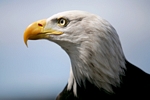 Bald Eagle, Tayside by Dave Banks