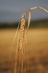 Lone ear of wheat, Tayside by Dave Banks