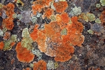 Lichen, Loch Turret, Tayside by Dave Banks