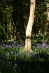 Bluebell wood, Kinclaven, Tayside by Dave Banks