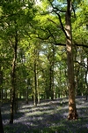 Bluebell wood, Kinclaven, Tayside by Dave Banks