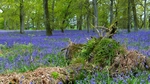 Bluebell wood, Kinclaven, Tayside by Dave Banks